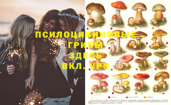 индика Абаза